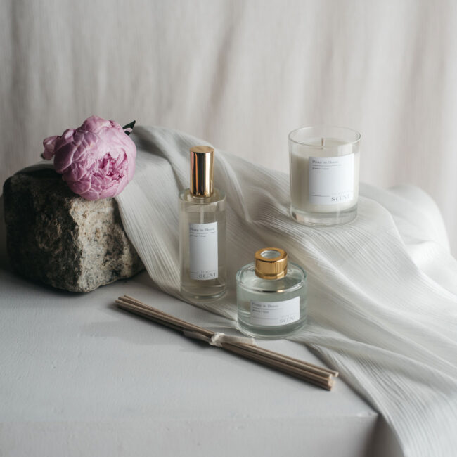 peony in bloom aroma boda 1